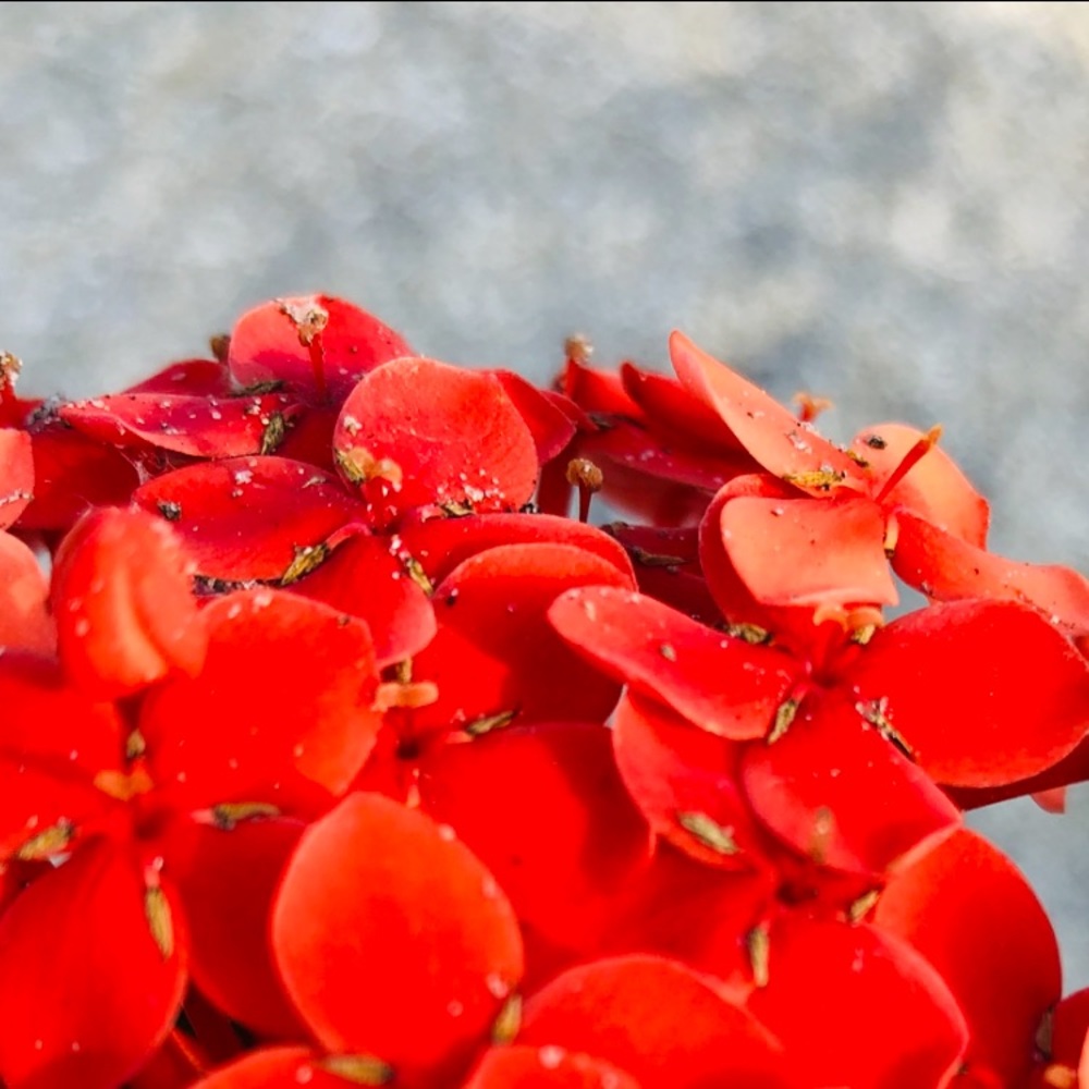 Meet your Posher, Addison